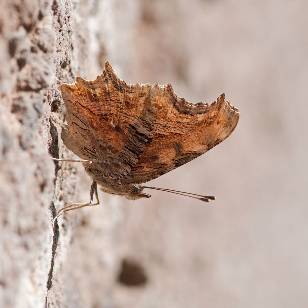 Polygonia egea